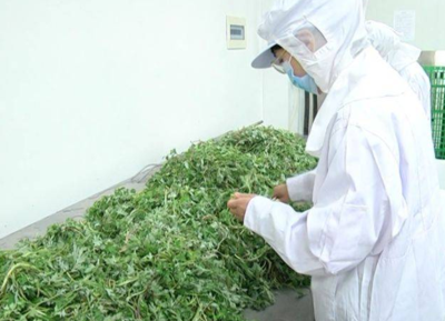 桃川镇杜家庄村艾草加工项目